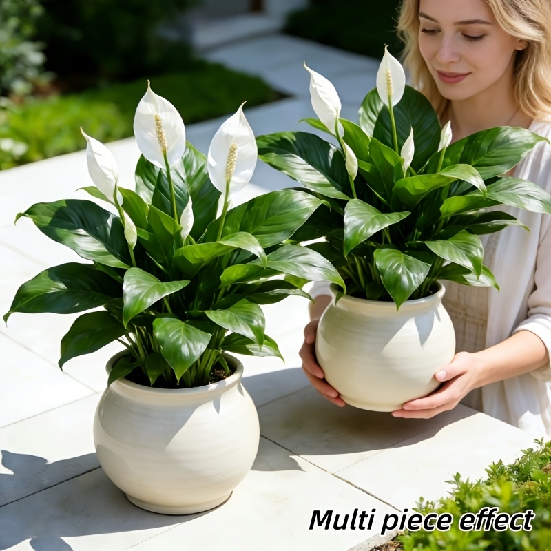 2 Pieces = 6 Flowers, Vase Not - Peace Lily White review and price