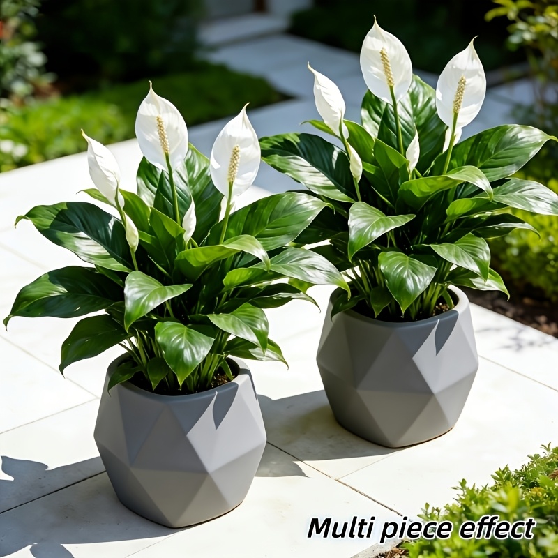 2 Pieces = 6 Flowers, Vase Not - Peace Lily White review and price